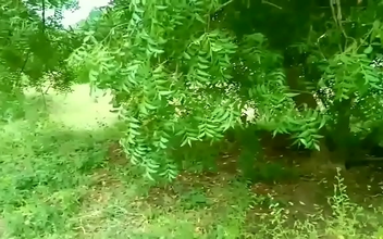 Witness the Forbidden Passion of a Desi Farm Girl and a Forest Officer in a Secret Rural Encounter